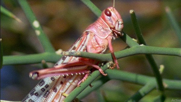 यहां हर साल फसलों को चट कर रहीं टिड्डियां