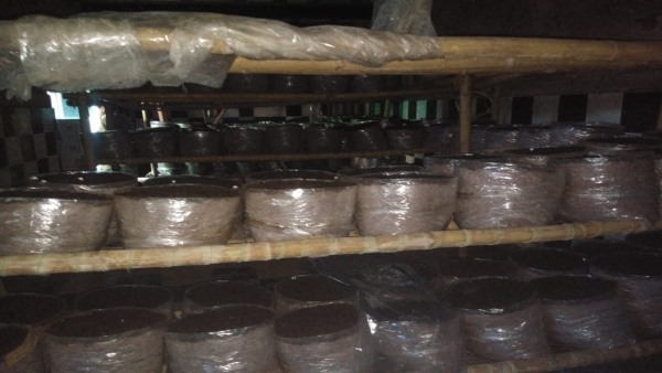  अब तक उगाई ये मशरूम