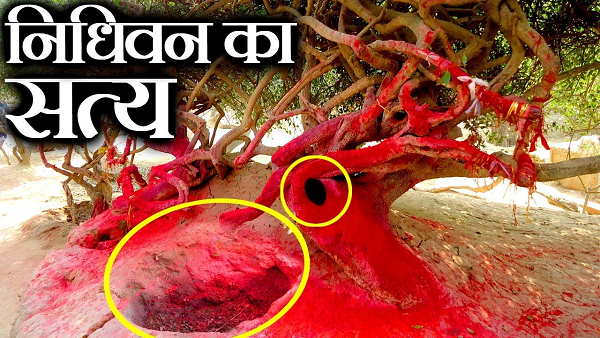 रात को श्रीकृष्ण आते हैं या नहीं, यह पता लगाने को छिपी वन में रात को श्रीकृष्ण आते हैं या नहीं, यह पता लगाने को छिपी वन में