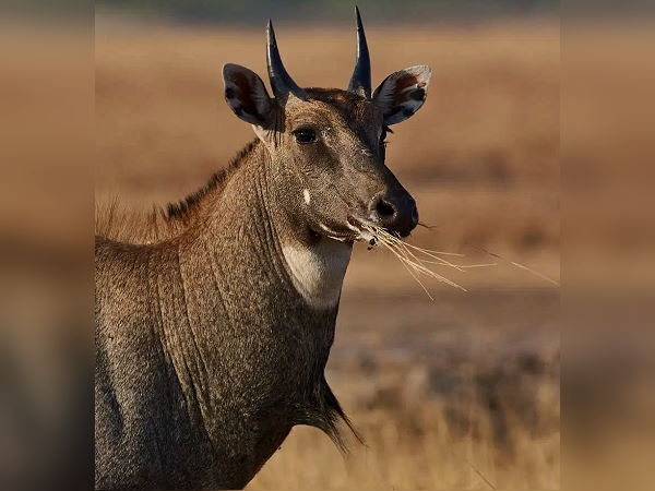 डरपोक होती हैं नीलगाय, आम लोगों पर हमला नहीं करतीं