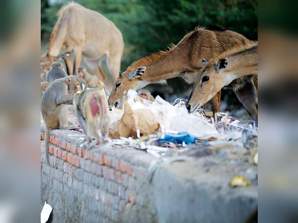 खाने की तलाश में राजधानी में आ पहुंची हैं नीलगाय