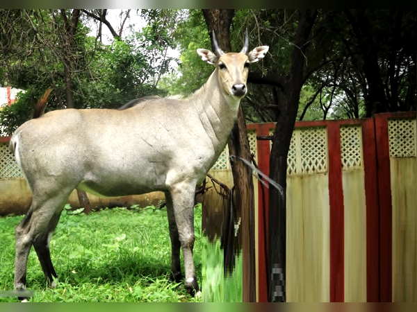 सड़कों पर स्कूली बच्चे और राहगीरों को डर ज्यादा