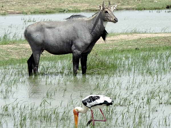 किसान परेशान हैं कि ये उनकी फसलें चट कर देती हैं