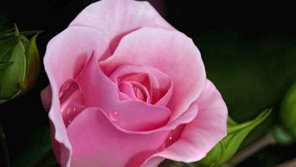 हरा है शांति का मानक तो गुलाबी है प्यार का प्रतीक 