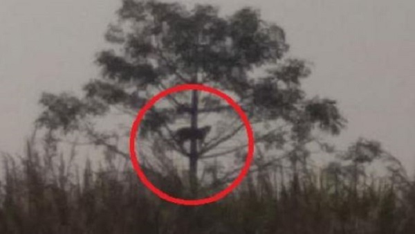 ग्रामीणों में दशहत का माहौल ग्रामीणों में दशहत का माहौल