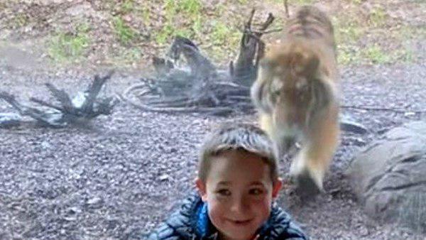 बाघ अचानक किया बच्‍चे पर हमला