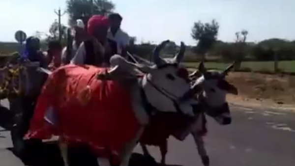 खुद दूल्हा भी बैलगाड़ी में हुआ सवार