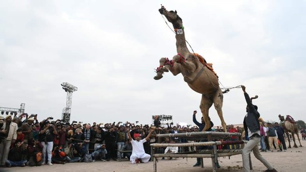 राजा ऊंट जमकर नाचा राजा ऊंट जमकर नाचा