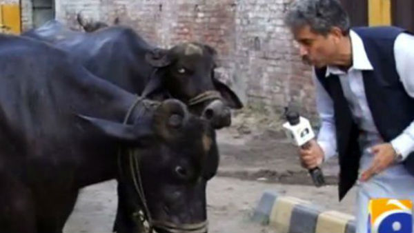 साल 2016 में भैंस के इंटरव्‍यू का वीडियो 