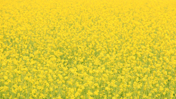 पौराणिक महत्व