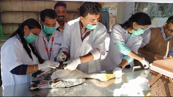 इस बार भी जानलेवा साबित हुई पतंगबाजी इस बार भी जानलेवा साबित हुई पतंगबाजी