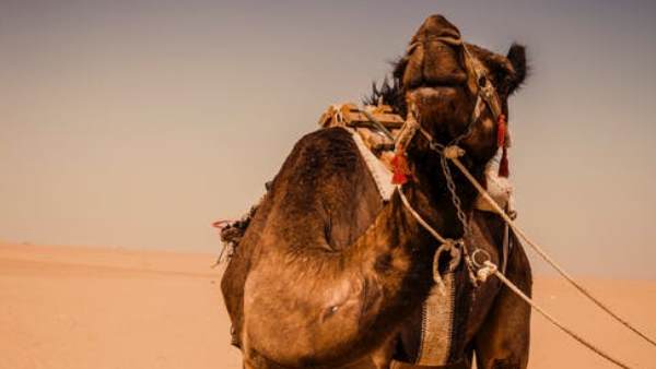 ग्लोबल वार्मिंग को बढ़ावा