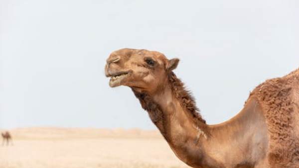 10 हजार ऊंटों को मारने का आदेश 