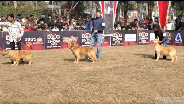 विभिन्न प्रजातियों के डॉग को देखकर लोग अचंभित