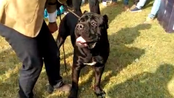 पशु क्रूरता अधिनियम की जानकारी दी