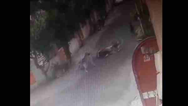 A flock of dogs punched the woman in hapur