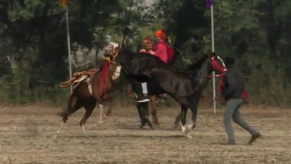 Watch video: How horse berserk in Ashwa Pradarshan, Rajkot horse show video viral