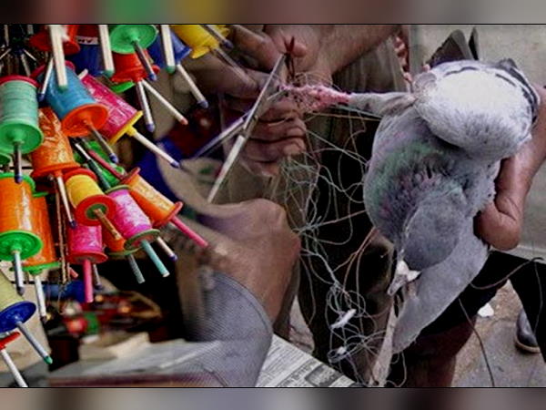 पक्षियों की उड़ान के दौरान ही पतंगें उड़ाई गईं पक्षियों की उड़ान के दौरान ही पतंगें उड़ाई गईं