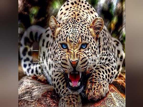 leopard-catch-by-the team of forest department at gujarat