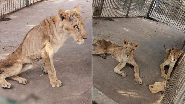 बिना खाने और दवाइयों के कमजोर हुए शेर बिना खाने और दवाइयों के कमजोर हुए शेर