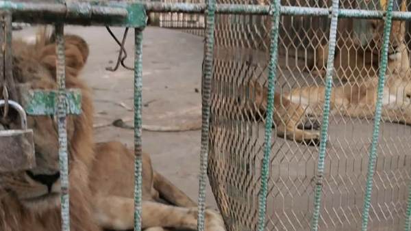 1993 से 2014 के बीच 43 फीसदी घटी आबादी 1993 से 2014 के बीच 43 फीसदी घटी आबादी