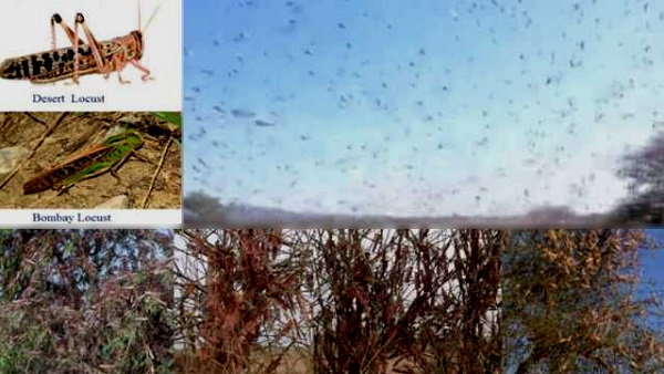 locusts damage many thousand acres crops at gujarat, The farmer of banaskantha Plough the fields in depression
