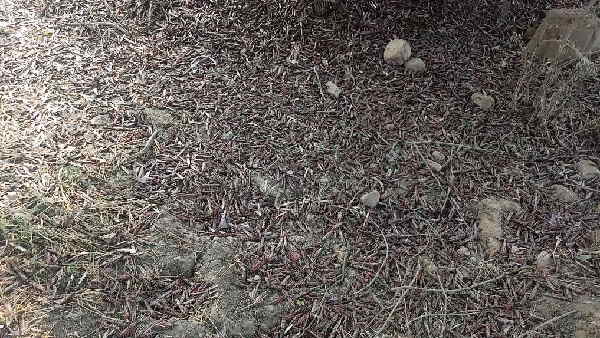 Watch video: Locusts swarm attack in rajasthan