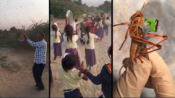 locusts damage many thousand acres crops at gujarat, The farmer of banaskantha Plough the fields in depression