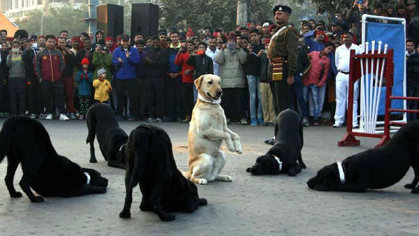 कारगिल की जंग में खच्‍चरों का था बड़ा रोल 