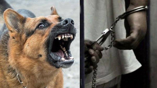 कुत्ते ने किया हमला तो मालिक को हुई जेल