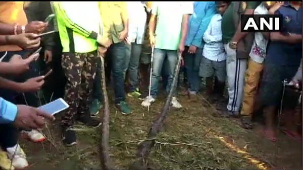 जंगल में छोड़े गए