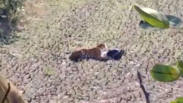 शख्स ने दिखाई चतुराई शख्स ने दिखाई चतुराई