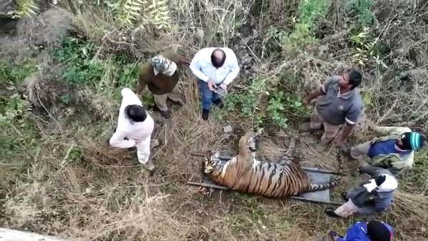 पर्यटकों ने देखी यह लड़ाई