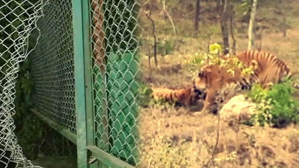 बाघिन के बाड़े में घुसा बाघ