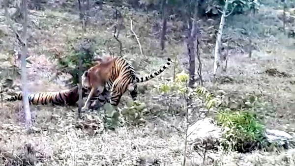 दामिनी की गर्दन पकड़कर घसीटता रहा कुमार