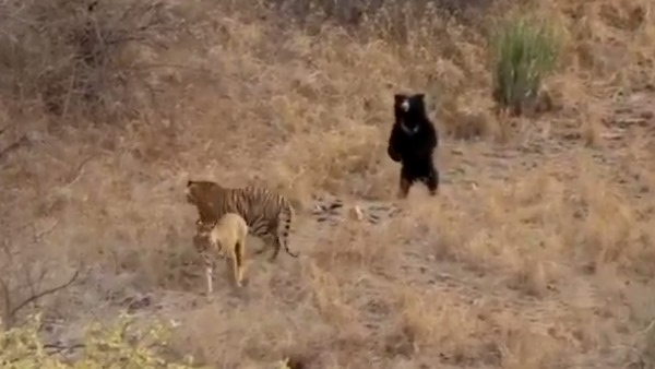  Tiger Bear fighting Video of Ranthambore National Park sawaimadhopur 