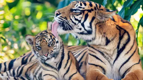 विधानसभा में उठा बाघों की हत्या का मुद्दा