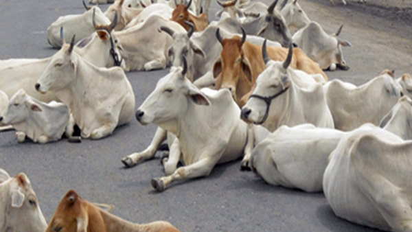 आईईडी ब्लास्ट पर गाय का पड़ गया था पैर