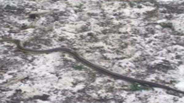 51 सालों बाद दिखा ये सांप