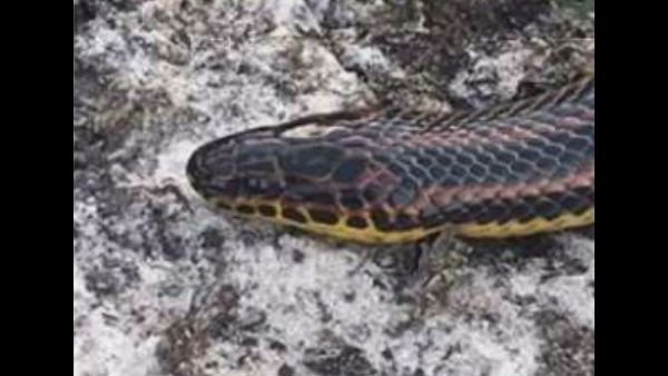 वायरल हुई फोटो