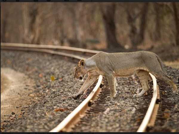 इसी इलाके में घूमती थी शेरनी