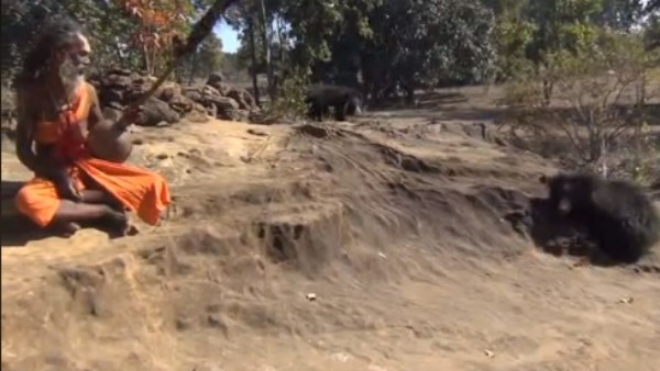  भालुओं ने कभी नहीं पहुंचाया नुकसान