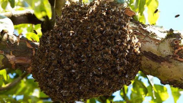 ...और फिर हुआ अचानक हमला