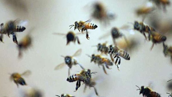 महिला की हुई थी मौत