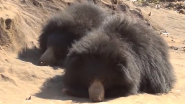  ऐसे शुरू हुआ सिलसिला