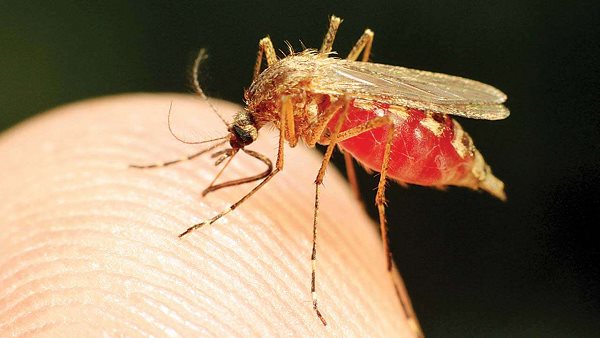 mosquito-borne diseases: 110 Patients found In 33 Days at Ahmedabad