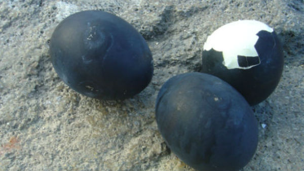 कड़कनाथ मुर्गे का एक अंडा 50 रुपए का मिलता है ...