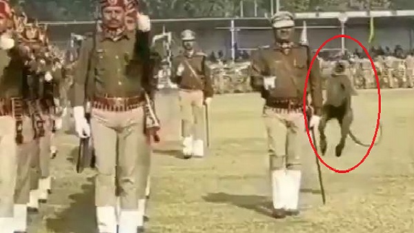 ape pushes policeman during drill, funny video goes viral ape pushes policeman during drill, funny video goes viral