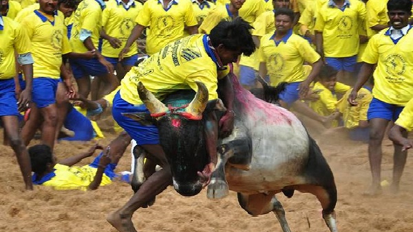 jallikattu in tamilnadu, three died and 20 badly injured jallikattu in tamilnadu, three died and 20 badly injured