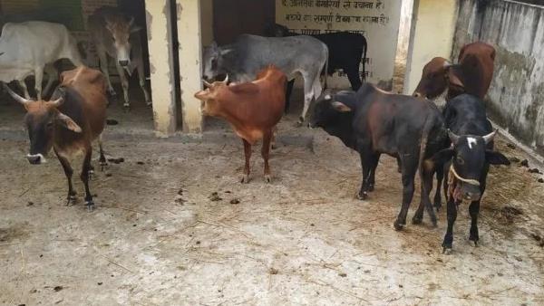 गोमूत्र पीने और गोबर खाने का फरमान